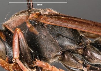 Media type: image;   Entomology 33151 Aspect: thorax lateral